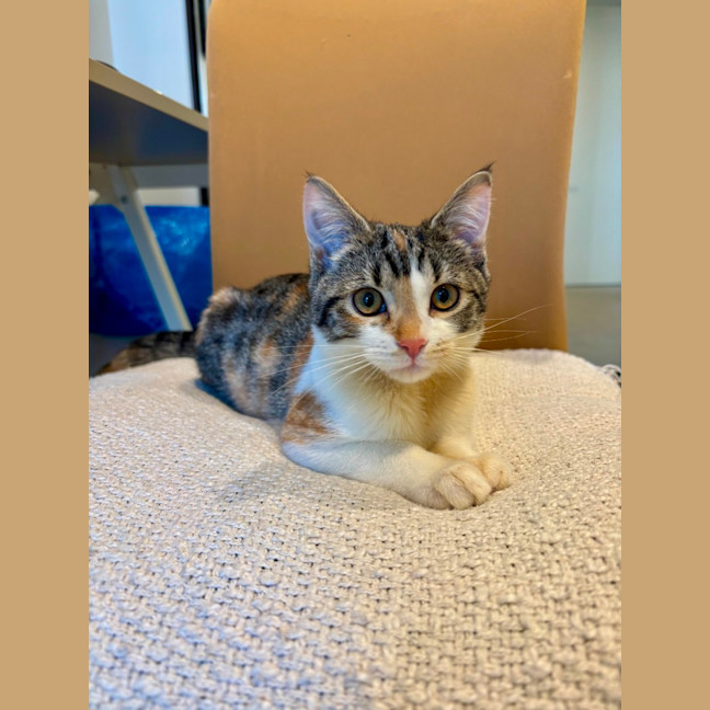 Photo of Kimchi