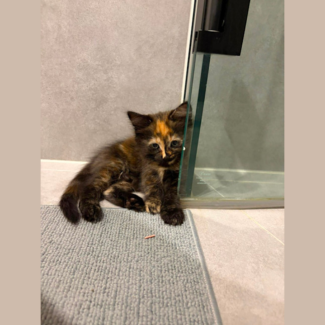 Photo of Sage & Fennel