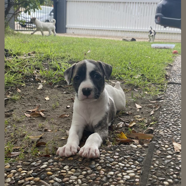 Photo of Lacey