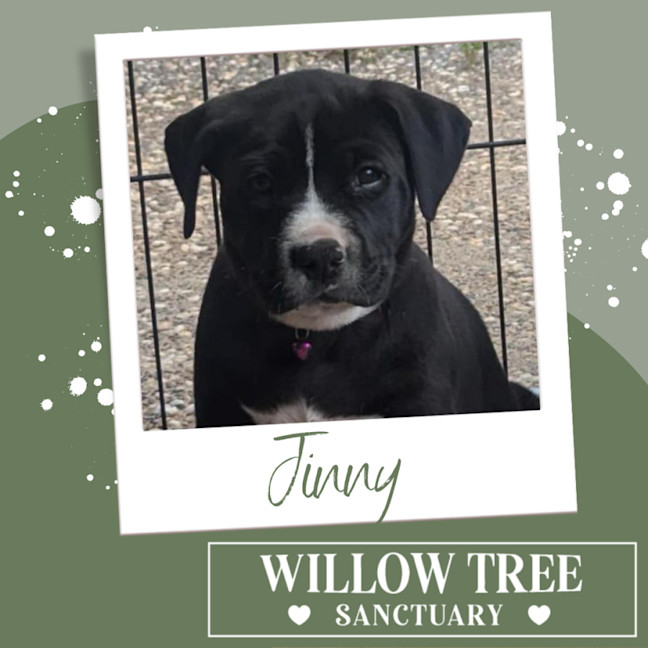 Photo of Jinny