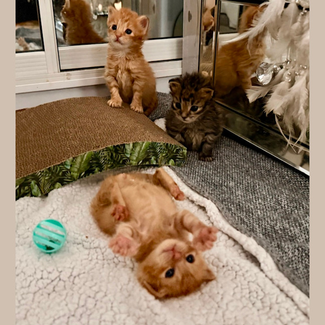 Photo of Rocket 