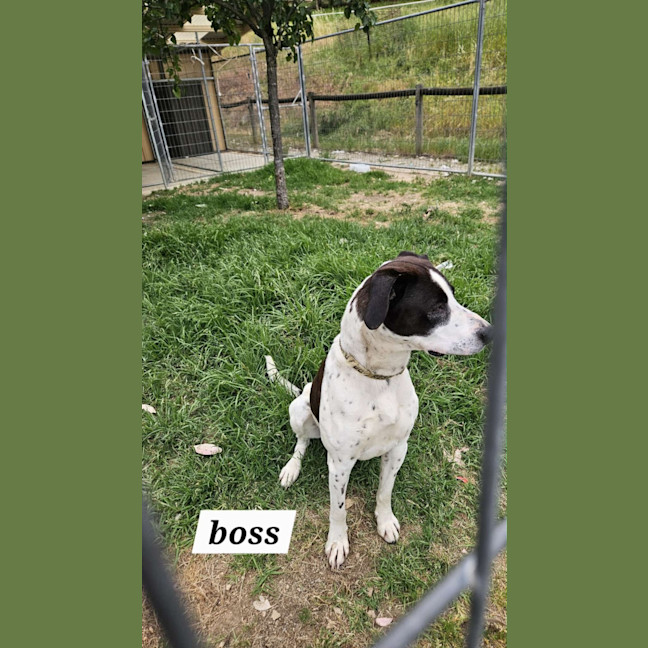 Photo of Boss