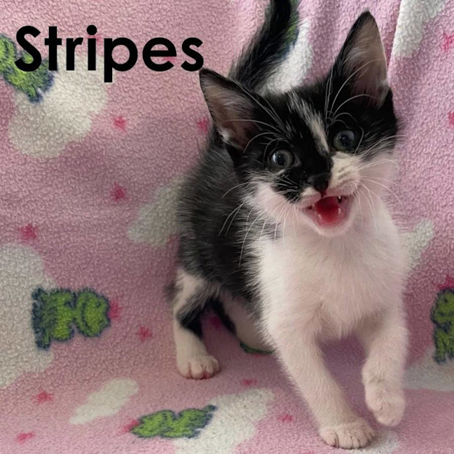 Photo of Stripes