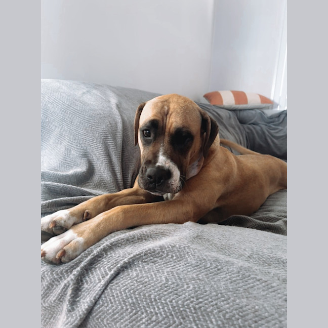Photo of Tess   5 Year Old Mastiff X Staffy