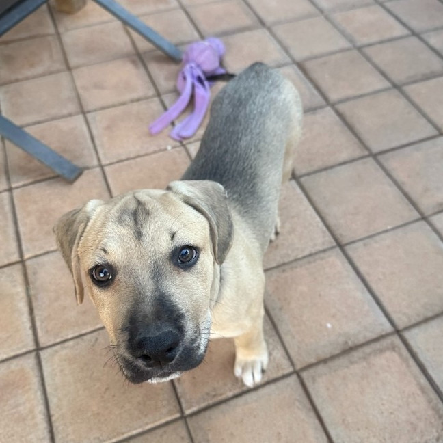 Photo of Rusty