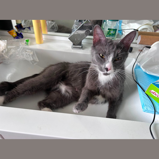 Photo of Rebel Whopper 🍔 🍟 🥤 