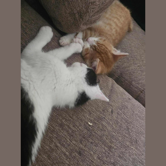 Photo of Arthur *9 Lives Project Rescue*