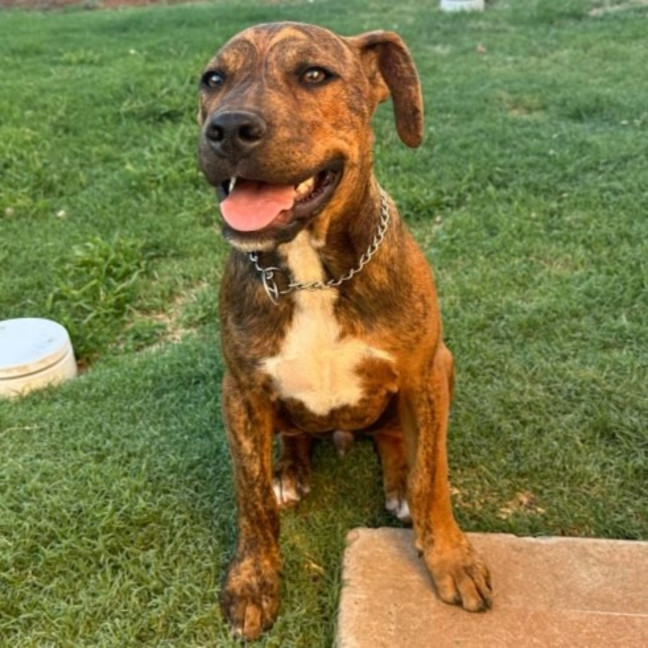 Photo of Chestnut (Chester)