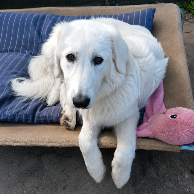Photo of Maisy
