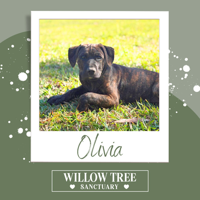Photo of Olivia