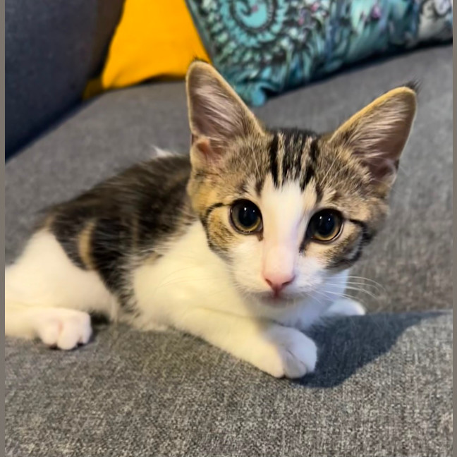 Photo of Pebbles