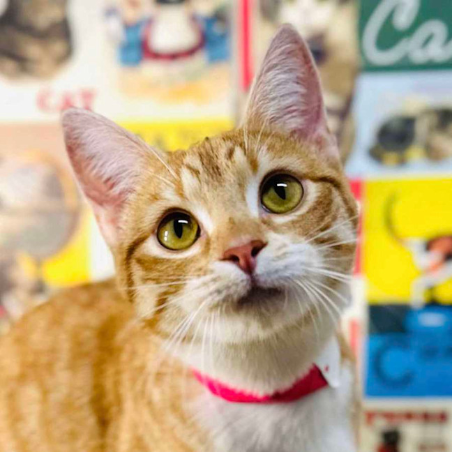 Photo of Fudge   Located In Preston 