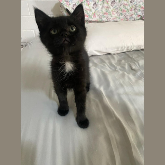 Photo of Kronk   Located In Ashwood