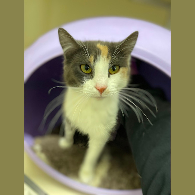 Photo of 🎠 Claire 5501 🎠