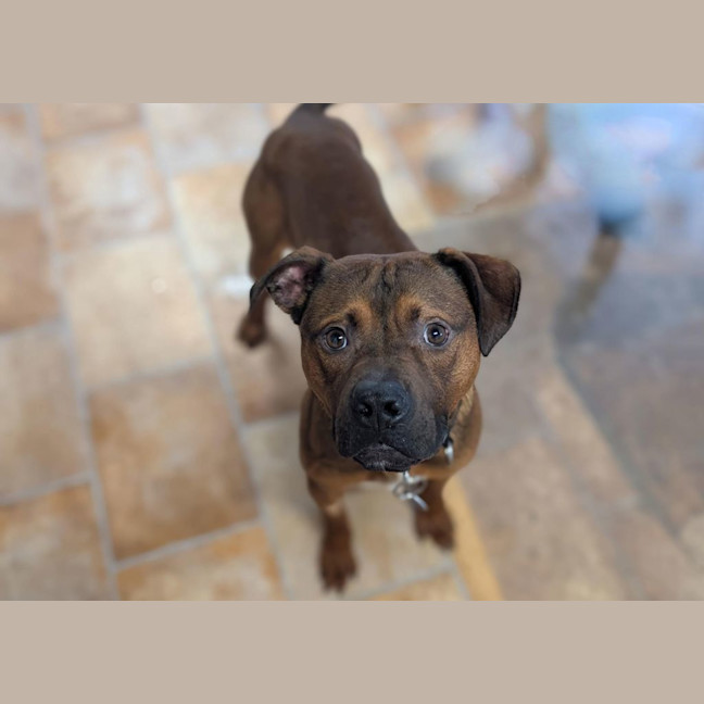 Photo of Roo