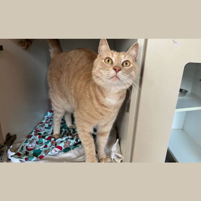 Photo of Ginger