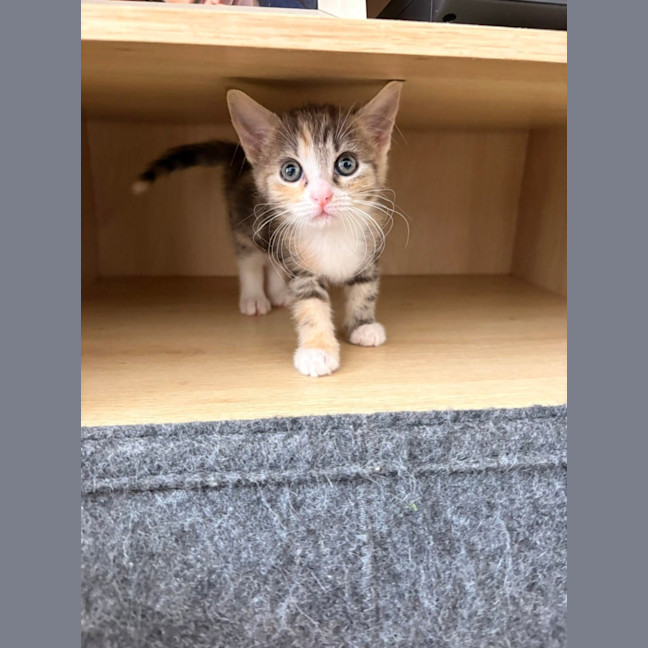 Photo of Olive