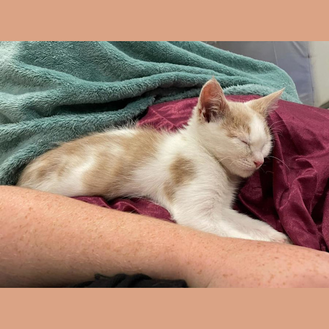 Photo of Gizmo