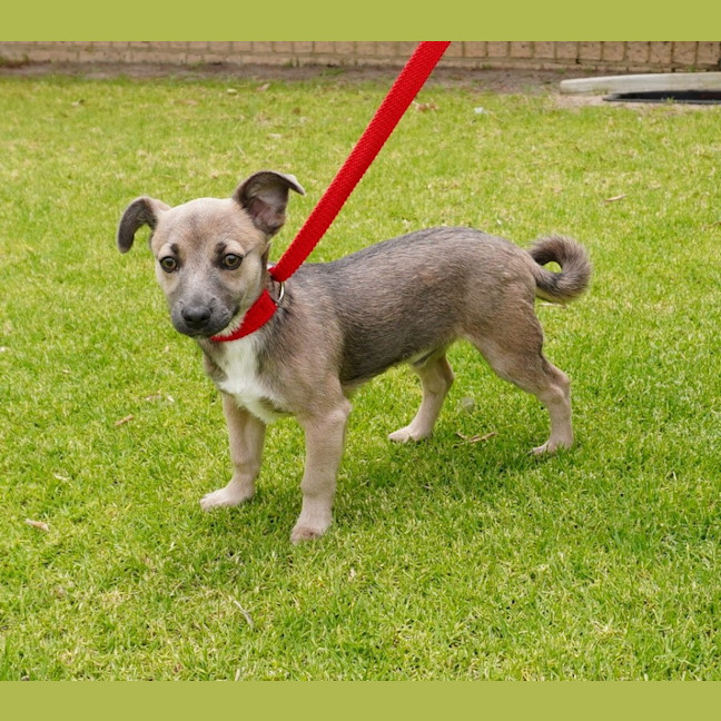 Photo of Bandit
