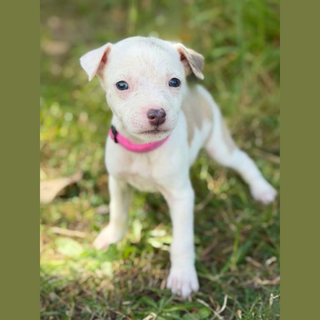 Photo of Abby