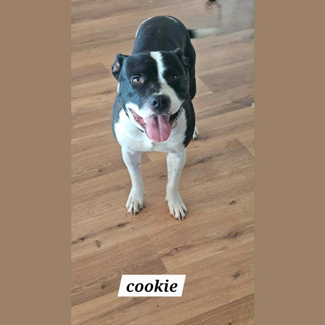 Photo of Cookie