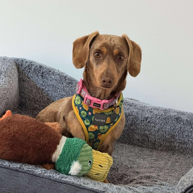 Photo of Lola