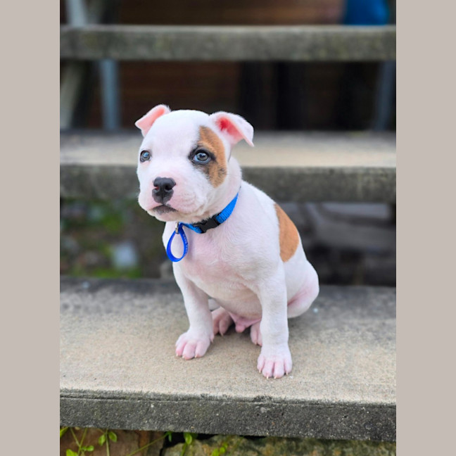 Photo of Alfie   7 Week Old Staffy X Bulldog X (Trial)