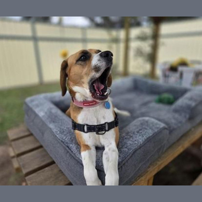 Photo of Josie