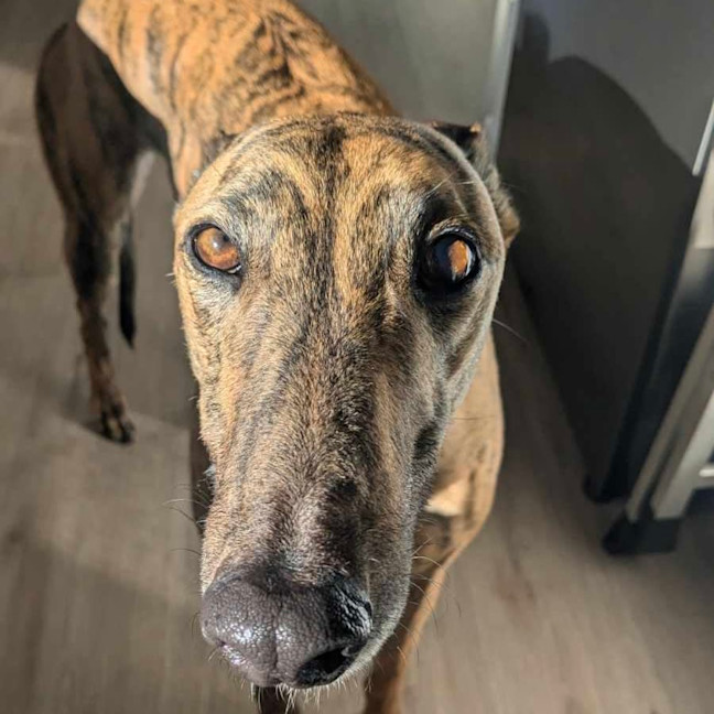 Photo of Lexi   Assisted Rehome ❤️🐶