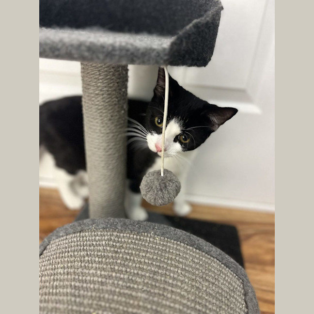 Photo of Zippy   Available At Pet Quarters Rutherford