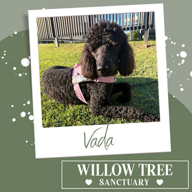 Photo of Vada