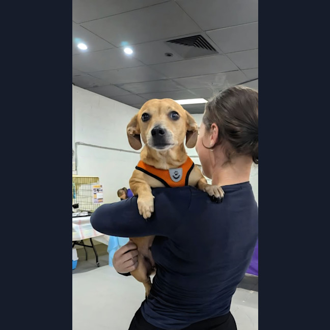 Photo of Honey
