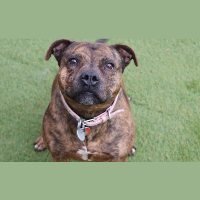 Photo of Rosie