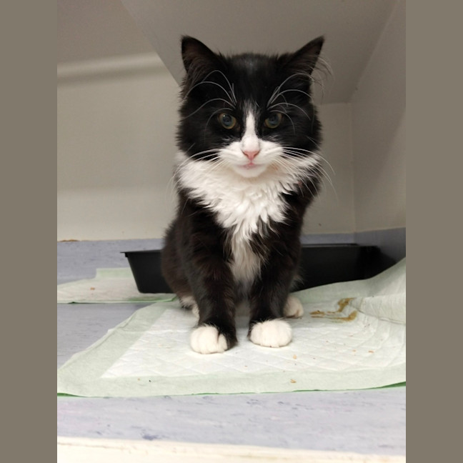 Photo of Calypso