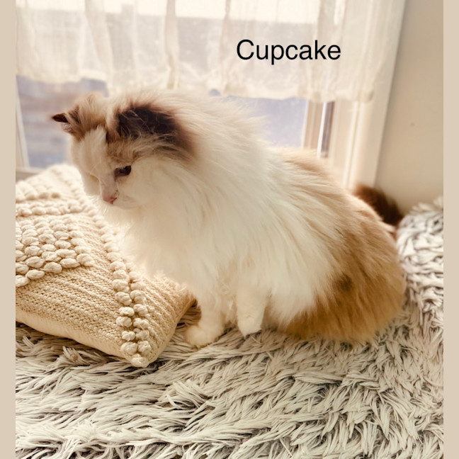 Photo of Cupcake