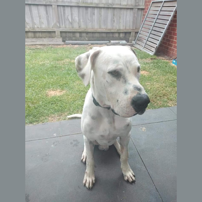Photo of Shadow