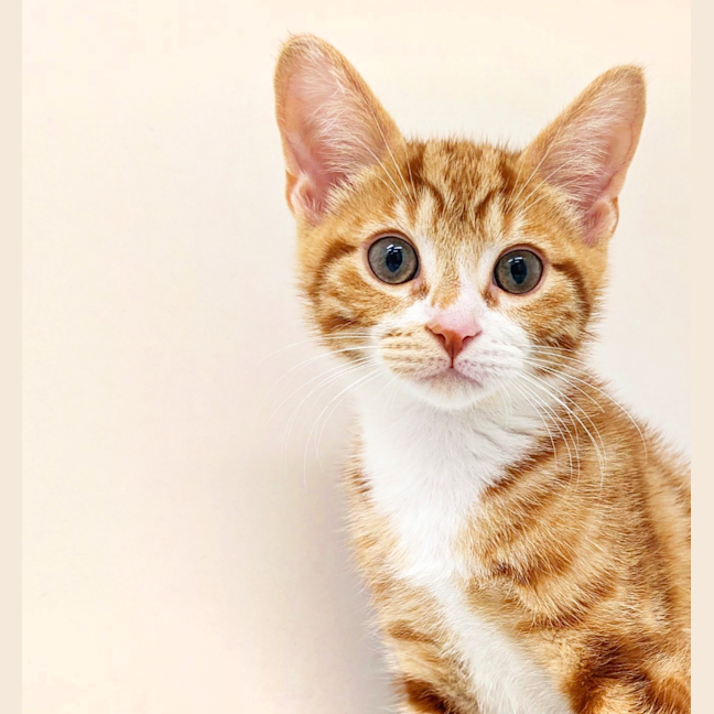 Photo of Paprika