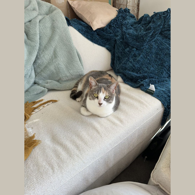 Photo of Possum