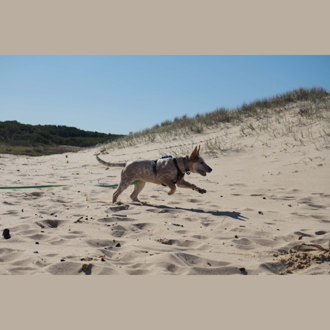 Photo of Xena
