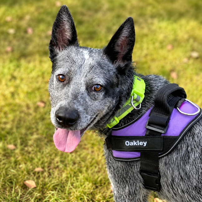 Photo of Ranger