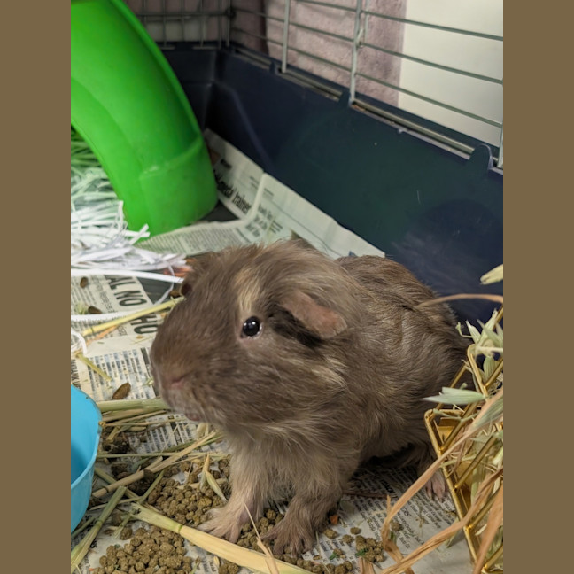 Photo of Rat