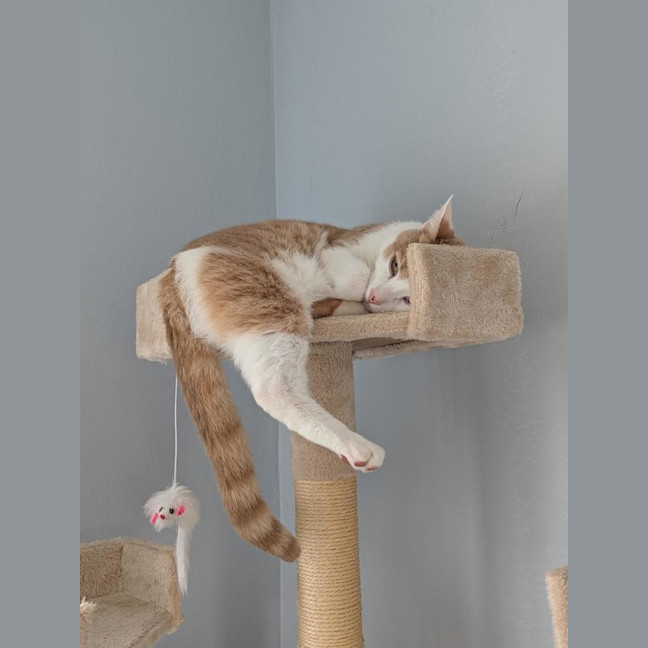Photo of Skye