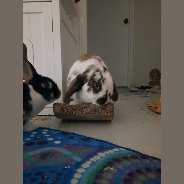 Photo of Bella (With Cj Charlie)