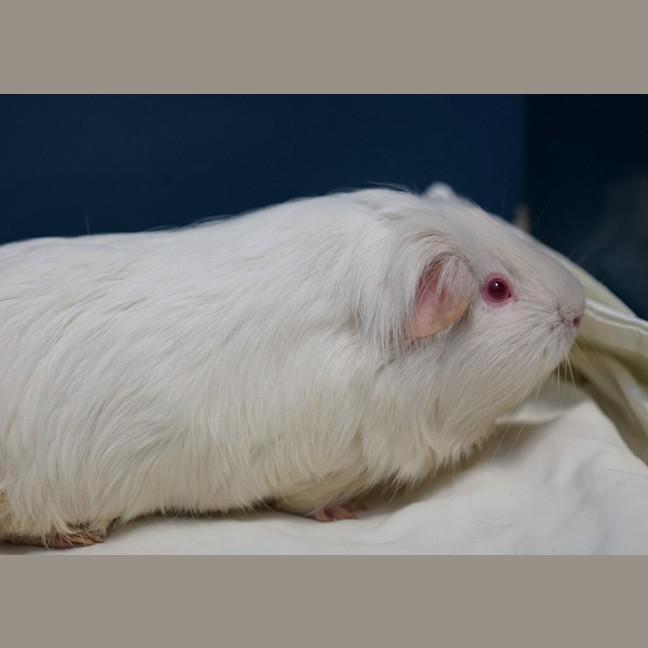 Photo of Snowy