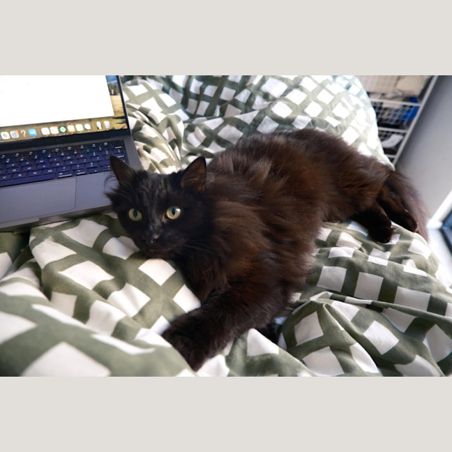 Photo of Rollie