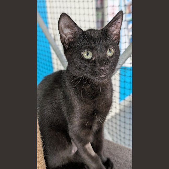 Photo of Fawnie Golden