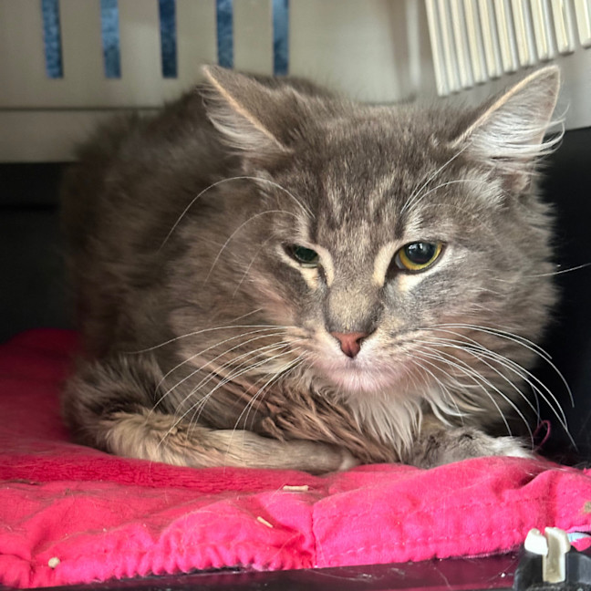 Photo of 🐭 Stevie 🐭