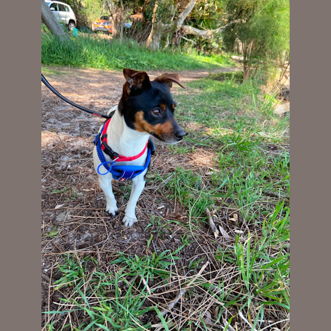 Photo of Lola & Louie   4 Year Old Mini Fox Terriers