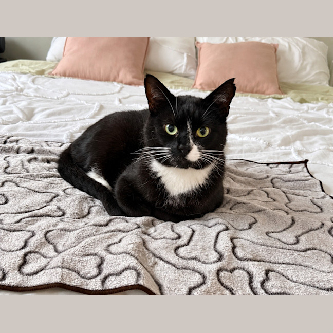 Photo of Toothless