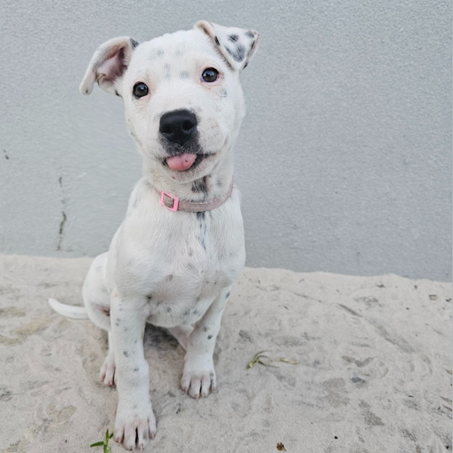 Photo of Stella